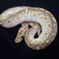 ボールパイソン（レッサースポットノーズクラウン）26CB メス