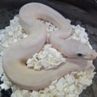 ブルーアイリューシクラウン（モハベレッサー）26CB オス