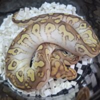ボールパイソン（レッサースポットノーズクラウン）26CB オス