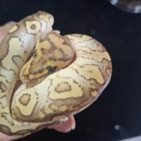 ボールパイソン（レッサースポットノーズクラウン）26CB オス