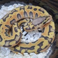 ボールパイソン（パステルゴーストパズル）26CB メス