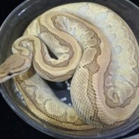 ボールパイソン（キングピンhetクラウン）約1,7kg メス
