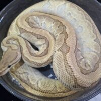 ボールパイソン（キングピンhetクラウン）約1,7kg メス