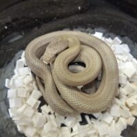 アオダイショウ（スーパーパターンレス）26CB