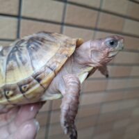 ミツユビハコガメ（甲長約10,5cm）メス（多甲板）
