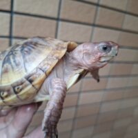 ミツユビハコガメ（甲長約10,5cm）メス（多甲板）