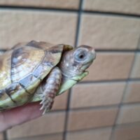 ミツユビハコガメ（25CB）TSDメス 約6,5cm