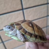 ミツユビハコガメ（25CB）TSDメス 約6,5cm