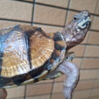 ミツユビハコガメ（甲長約10,5cm）メス