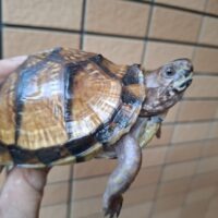 ミツユビハコガメ（甲長約10,5cm）メス