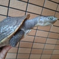 カミツキカブトガメ（甲長約18,5cm）メス