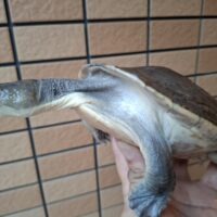 カミツキカブトガメ（甲長約18,5cm）メス