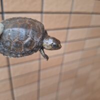 マダガスカルヨコクビガメ（26CB）