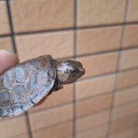 マダガスカルヨコクビガメ（26CB）