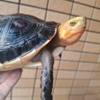 チュウゴクセマルハコガメ（甲長約15cm）メス