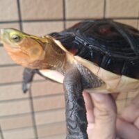 チュウゴクセマルハコガメ（甲長約15cm）メス