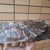 マタマタ（アマゾン）甲長約21cm