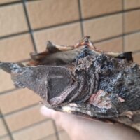 マタマタ（アマゾン）甲長約21cm