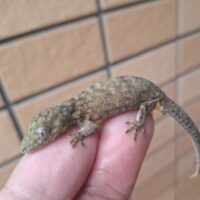 セイブクチサケヤモリ（オス）