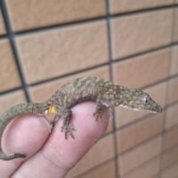セイブクチサケヤモリ（オス）