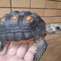 アカアシガメ（甲長約13,5cm）