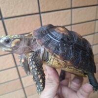 アカアシガメ（甲長約13,5cm）