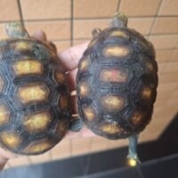 アカアシガメ（甲長約9～10cm）