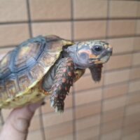 アカアシガメ（甲長約9～10cm）