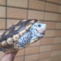 オルナータダイヤモンドバックテラピン（甲長約8,5cm）