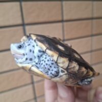 オルナータダイヤモンドバックテラピン（甲長約8,5cm）