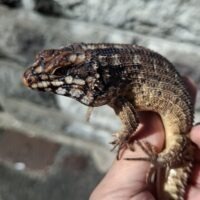 ホズマーイワトカゲ（25CB）個体B