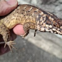 ホズマーイワトカゲ（25CB）個体B