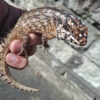 ホズマーイワトカゲ（25CB）個体A
