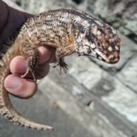 ホズマーイワトカゲ（25CB）個体A