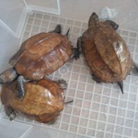 ハイナンヒラセガメ（甲長約15cm）トリオ