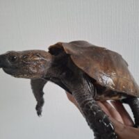 ハイナンヒラセガメ（甲長約15cm）ペア