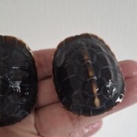 チュウゴクセマルハコガメ（26CB）TSDオス