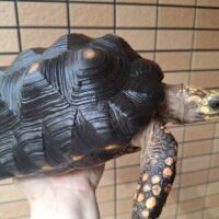 アカアシガメ（甲長約25cm）メス