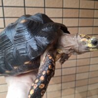 アカアシガメ（甲長約25cm）メス