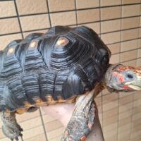 アカアシガメ（甲長約26,5cm）オス