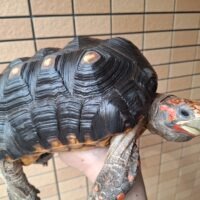 アカアシガメ（甲長約26,5cm）オス