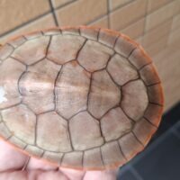 ニシキマゲクビガメ（ライトカラー）甲長約10,5cm