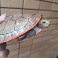ニシキマゲクビガメ（ライトカラー）甲長約10,5cm