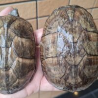 ミシシッピニオイガメ（甲長約9,5～10,5cm）CB　メス