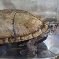 トウブドロガメ（甲長約9,5cm）CB　オス
