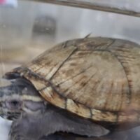 トウブドロガメ（甲長約9,5cm）CB　オス