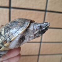 ミシシッピニオイガメ（甲長約8,3cm）CB　オス