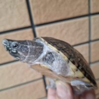 ミシシッピニオイガメ（甲長約8,3cm）CB　オス