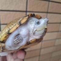 カブトニオイガメ（甲長約12cm）CB メス