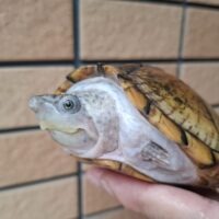 カブトニオイガメ（甲長約12cm）CB メス